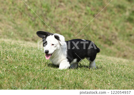 Cardigan Welsh Corgi puppy running on the grass Cardigan Welsh Corgi puppy running on the grass 122054937
