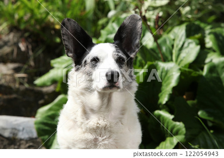 Cardigan Welsh Corgi in the garden 122054943