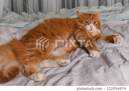 Adult ginger fluffy cat resting on bed after surgery Adult ginger fluffy cat resting on bed after surgery 122054974