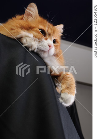 A ginger cat lies on a pedestal 122054976