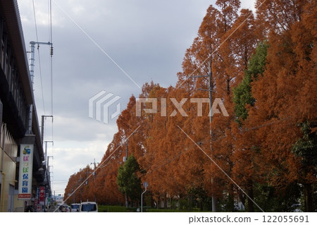 Autumn leaves in front of Takashima Station, Naka-ku, Okayama Prefecture 122055691