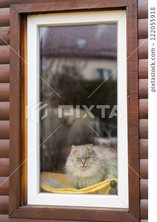 cute purebred Siberian cat sits by the window and looks out onto the street 122055918
