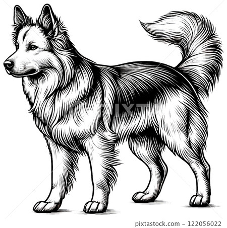 Line drawing of an elegant Sheltie dog profile 122056022
