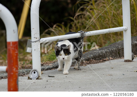 A stray cat with a calico pattern crawling under a pole in a natural park 122056180