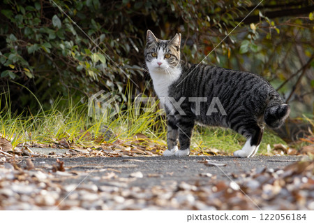 A carpet of fallen leaves in the park and a stray cat with a brown tabby pattern standing with its legs crossed A carpet of fallen leaves in the park and a stray cat with a brown tabby pattern standing with its legs crossed 122056184