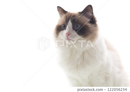 Fluffy Ragdoll pet with expressive look, isolated on white background Fluffy Ragdoll pet with expressive look, isolated on white background 122056234