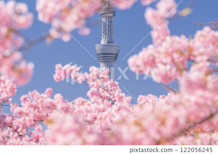 《東京》天空之樹和川津櫻・東京春天 122056245