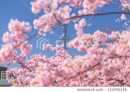 《東京》天空之樹和川津櫻・東京春天 122056246
