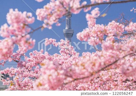 《東京》天空之樹和川津櫻・東京春天 122056247