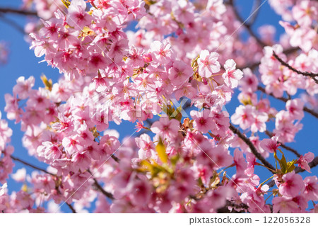 河津櫻花盛開 122056328