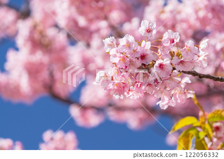 Kawazu cherry blossoms in full bloom Kawazu cherry blossoms in full bloom 122056332
