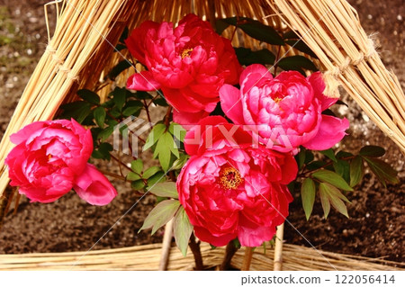 A winter peony named "Taiyo" blooming in the Ueno Toshogu Peony Garden in January (6) 122056414