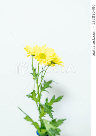 Yellow spray chrysanthemum Yellow spray chrysanthemum 122056496