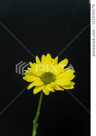Yellow spray chrysanthemum 122056579