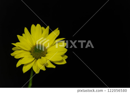 黃色噴霧菊花 黃色噴霧菊花 122056580