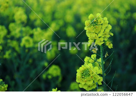 花告訴春天的到來 花告訴春天的到來 122056647