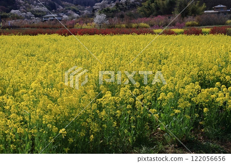 花告訴春天的到來 花告訴春天的到來 122056656