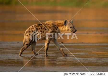 Spotted hyena with catchlight crosses shallow river 122056861
