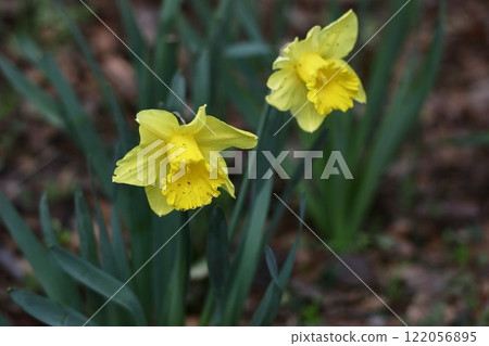 Fragrant winter flowers 122056895