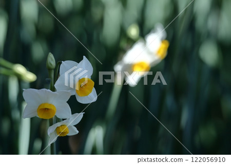 Fragrant winter flowers Fragrant winter flowers 122056910