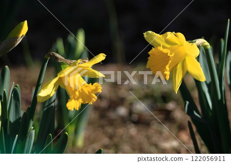 Fragrant winter flowers Fragrant winter flowers 122056911