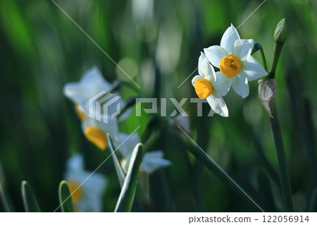 Fragrant winter flowers Fragrant winter flowers 122056914