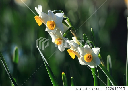Fragrant winter flowers Fragrant winter flowers 122056915