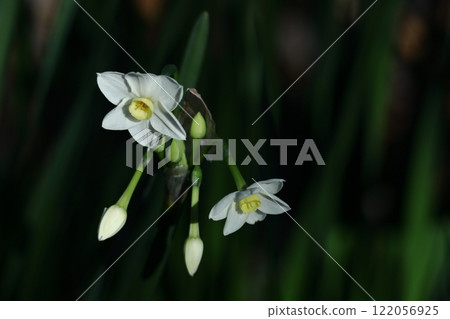 Fragrant winter flowers 122056925