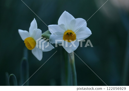 Fragrant winter flowers Fragrant winter flowers 122056929