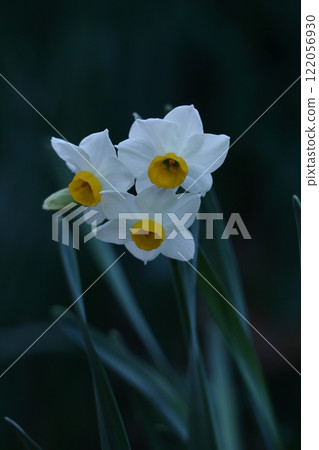 芬芳的冬花 122056930