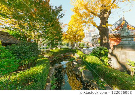 Ginko trees in  temple , Japan 122056998