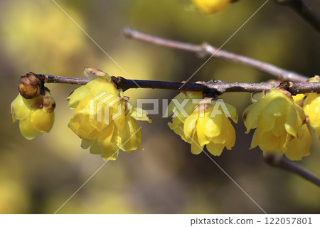 Blooms with a sweet scent 122057801