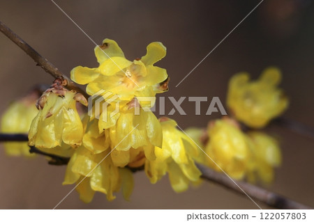 Blooms with a sweet scent 122057803