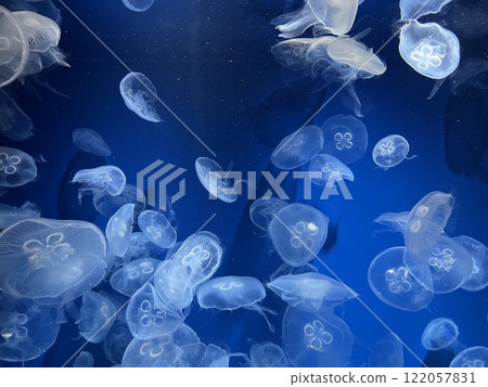 Swimming jellyfish 122057831