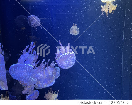 水母游泳 122057832