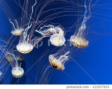 水母游泳 122057833