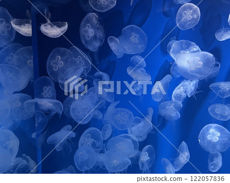 水母游泳 122057836