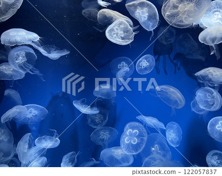 水母游泳 122057837