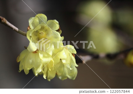 Blooms with a sweet scent 122057844