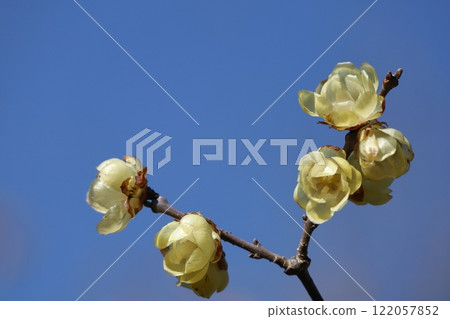 Blooms with a sweet scent 122057852