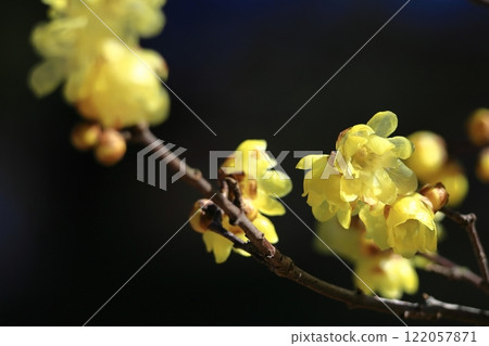 Blooms with a sweet scent Blooms with a sweet scent 122057871