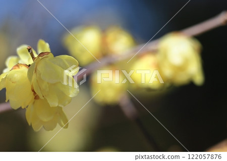 綻放出甜美的氣味 122057876