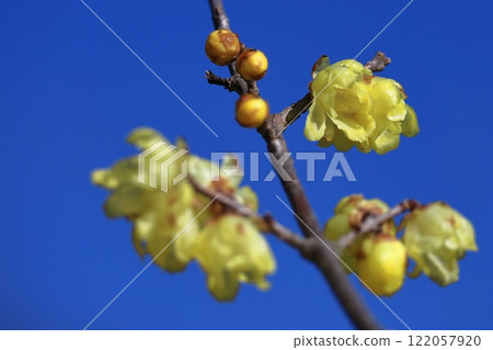 綻放出甜美的氣味 122057920