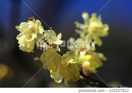 Blooms with a sweet scent 122057922