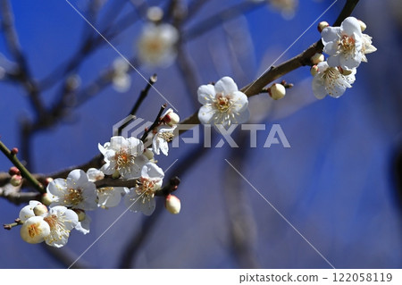 It bears the cold and blooms elegantly 122058119