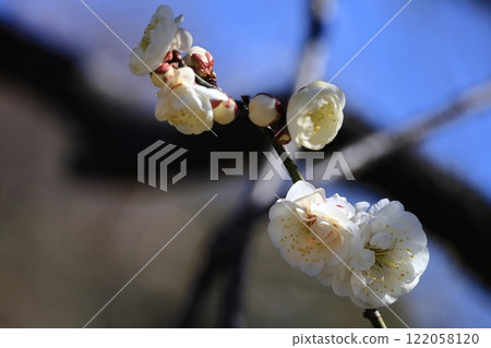 耐寒，綻放優雅 122058120