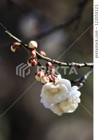 耐寒，綻放優雅 122058121