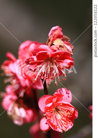 耐寒，綻放優雅 122058122