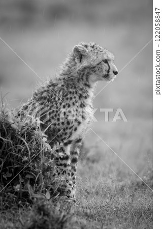 Mono cheetah cub behind mound in profile Mono cheetah cub behind mound in profile 122058847