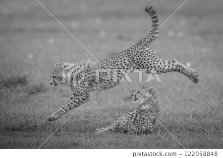 Mono cheetah cub jumps over another lying Mono cheetah cub jumps over another lying 122058848